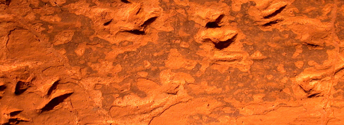 Dinosaur footprints in the rock