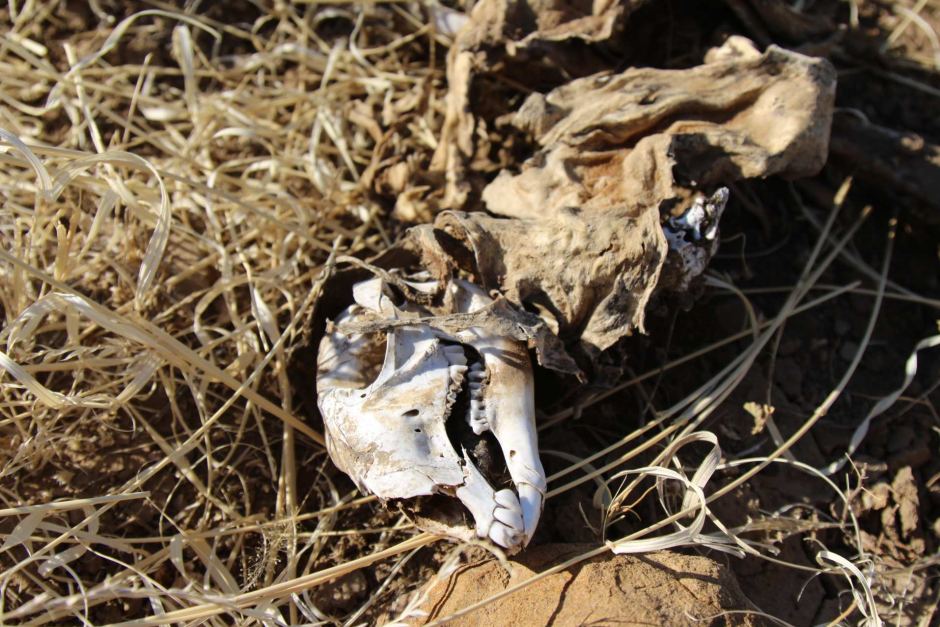 Old kangaroo bones