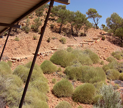 Spinifex Circuit - red earth  with tussock grasses